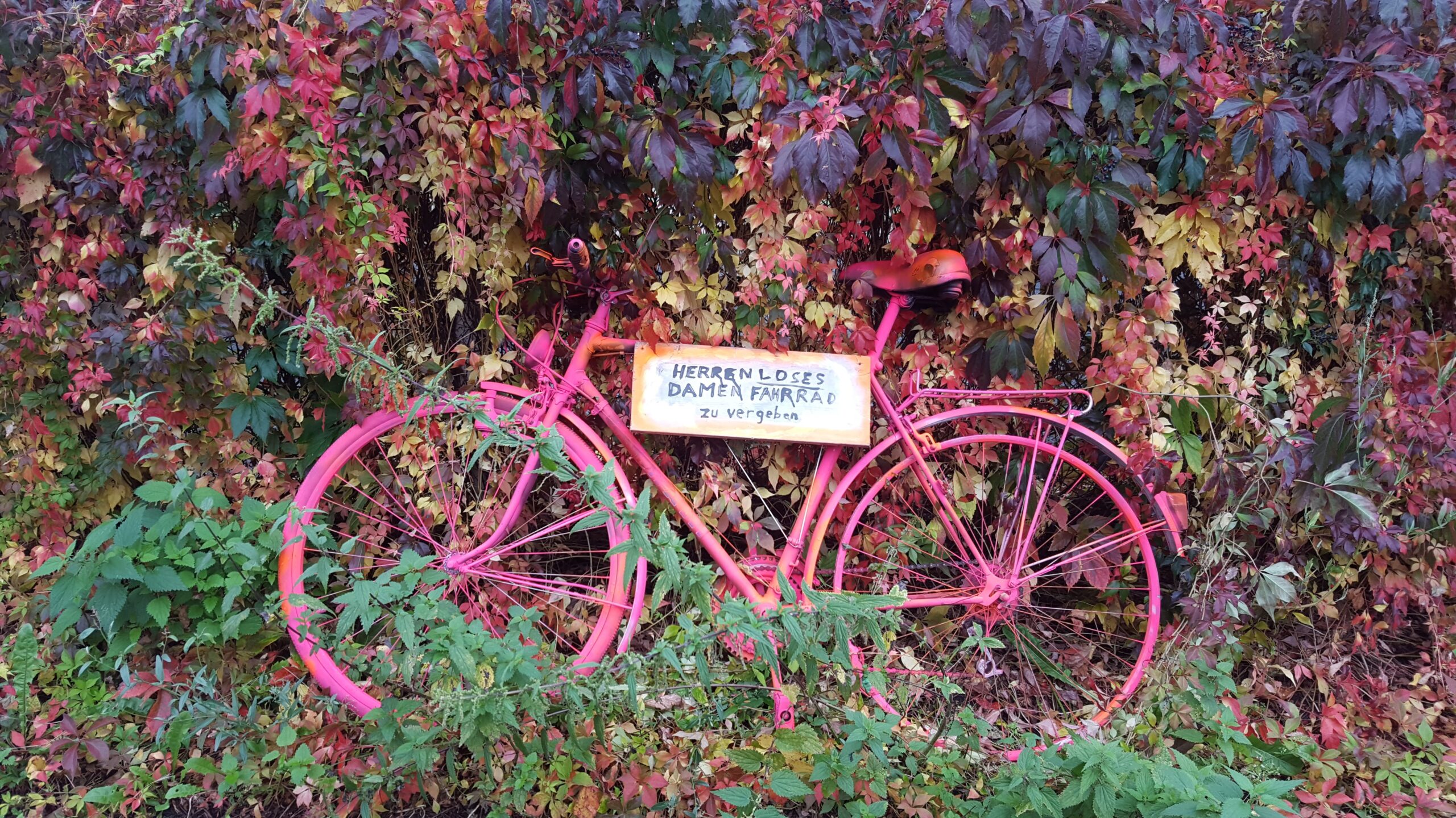 Herrenloses Fahrrad vor Herbstlaub
