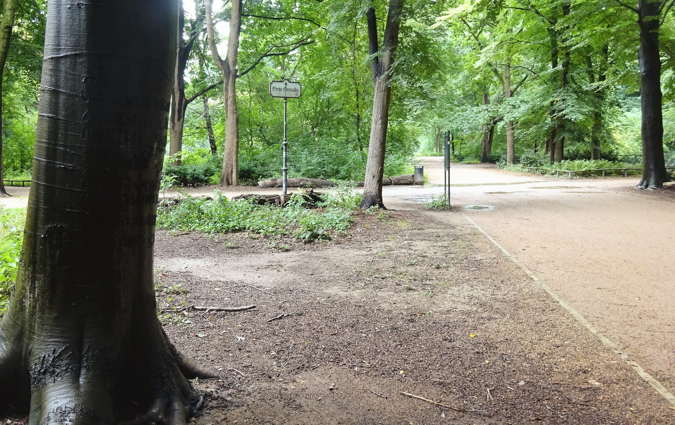 Stand By Me Baum im Tiergarten Berlin an der Großen Sternallee