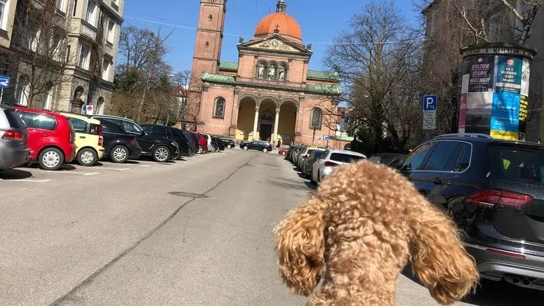 München mit Hund Sehenswürdigkeiten, Tipps und Touren 🐕