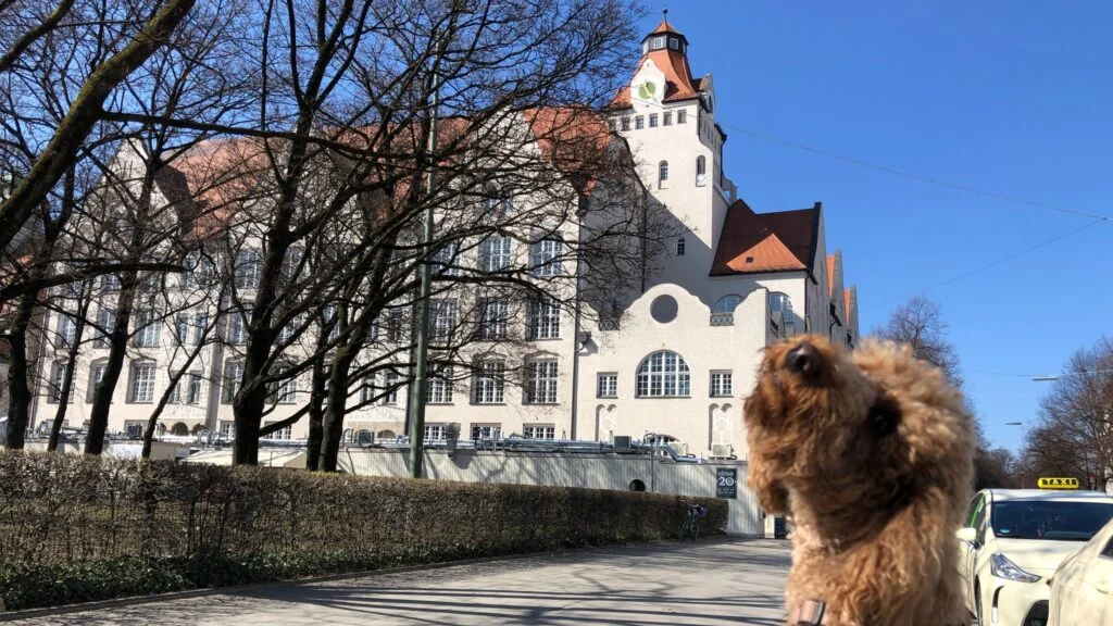 Sightseeing mit hund durch München Schwabing