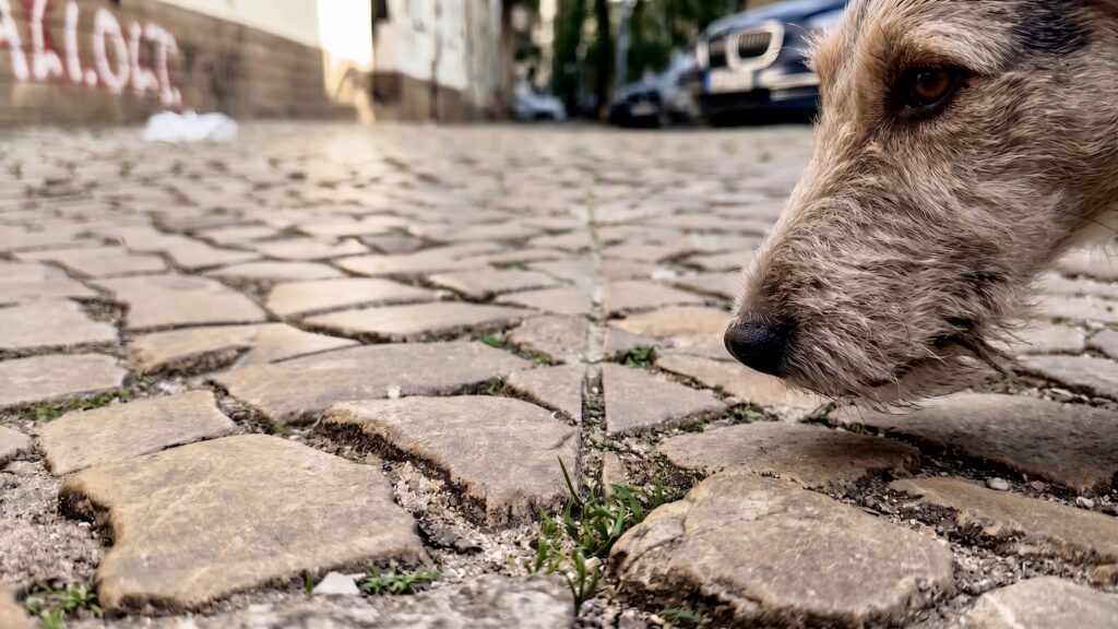 berlin, eine mysteriöse spur durch neukölln, das richtige für alle spürnasen